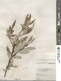 Salix humilis image