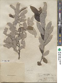 Salix humilis image