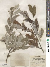 Salix humilis image