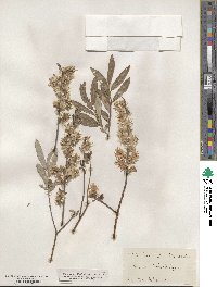 Salix humilis image