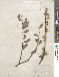 Salix humilis image