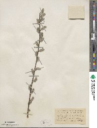 Salix humilis image