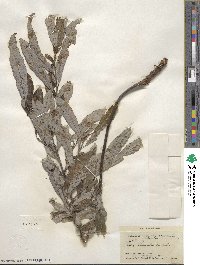 Salix humilis image