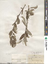 Salix humilis image