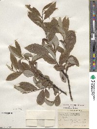 Salix humilis image