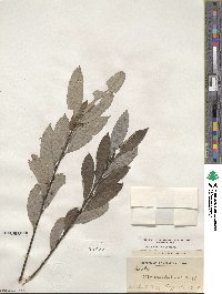 Salix humilis image