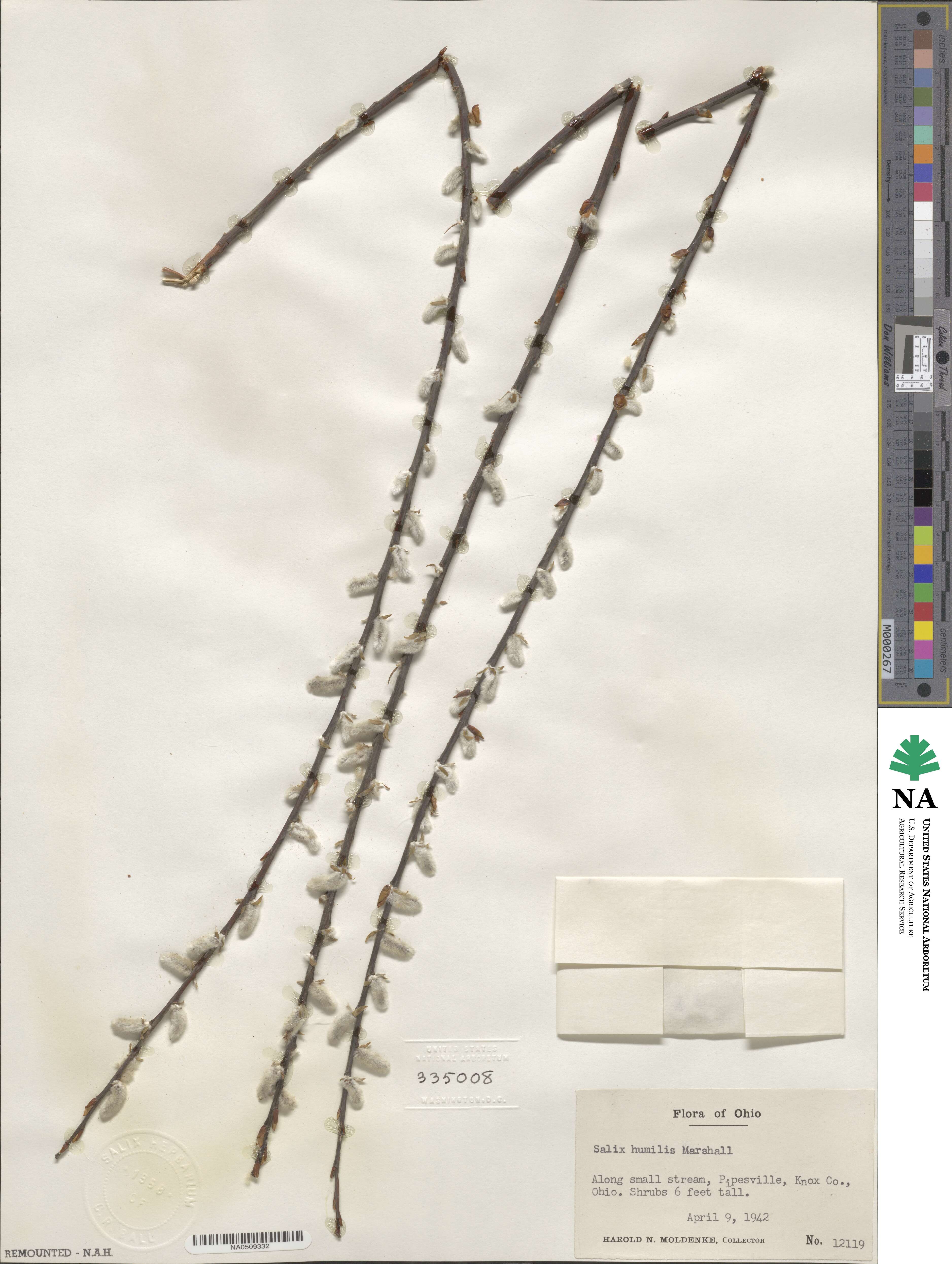 Salix humilis image