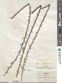 Salix humilis image