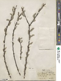 Salix humilis image