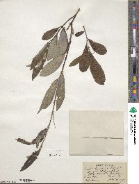 Salix humilis image