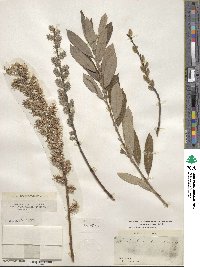 Salix humilis image