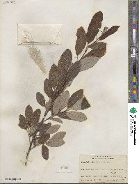 Salix humilis image