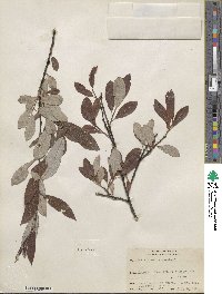 Salix humilis image