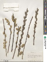 Salix humilis image