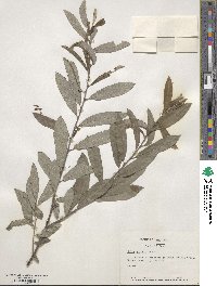 Salix humilis image