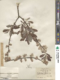 Salix humilis image