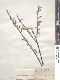 Salix humilis image