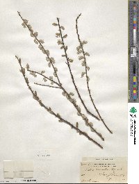 Salix humilis image