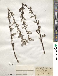 Salix humilis image