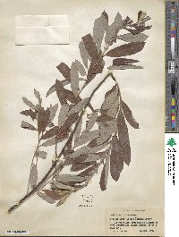 Salix humilis image