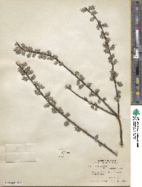 Salix humilis image