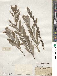 Salix humilis image