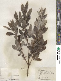 Salix humilis image