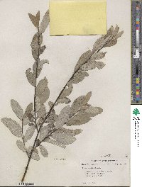 Salix humilis image