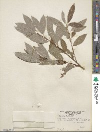 Salix humilis image