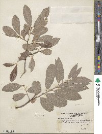 Salix humilis image