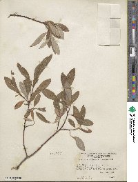 Salix humilis image