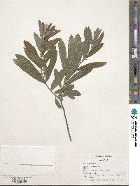 Salix humilis image