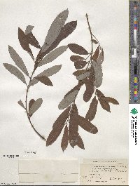 Salix humilis image