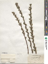 Salix humilis image