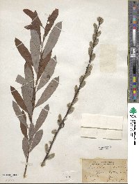 Salix humilis image