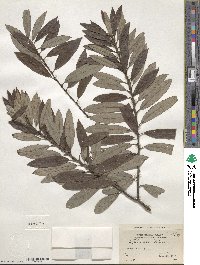 Salix humilis image