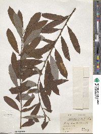 Salix humilis image