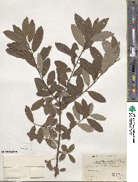 Salix humilis image