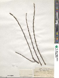 Salix humilis image