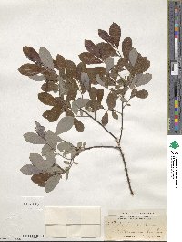 Salix humilis image