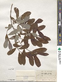 Salix humilis image