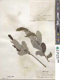 Salix humilis image