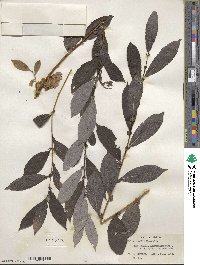 Salix humilis image