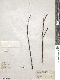 Salix humilis image