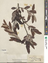 Salix humilis image