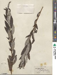 Salix humilis image