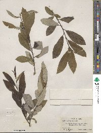 Salix humilis image