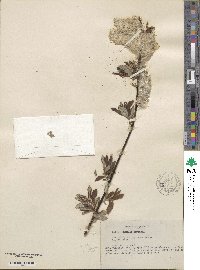 Salix humilis image