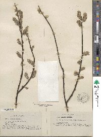 Salix humilis image