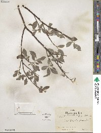 Salix humilis image